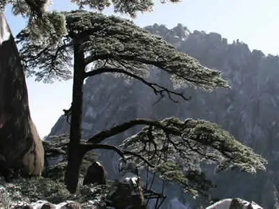 黄山奇松生长在悬崖峭壁之上，展现出顽强的生命力